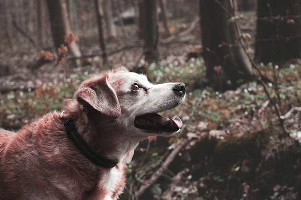 How to Care for a Senior Dog and Keep Them Comfortable
