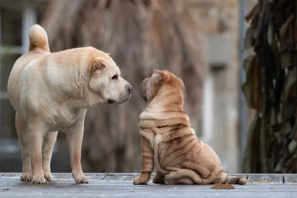 Dog Dry Skin and Hair Loss Patches: What to Do