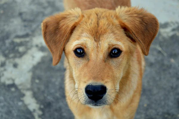 What Causes Dog Dry Skin?