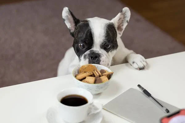 Understanding Gut Health in Dogs and How to Improve It