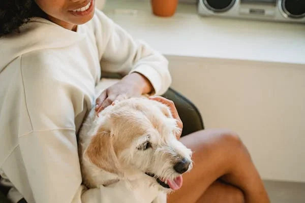 What Is Amylase in Dogs and Why It Matters for Their Health