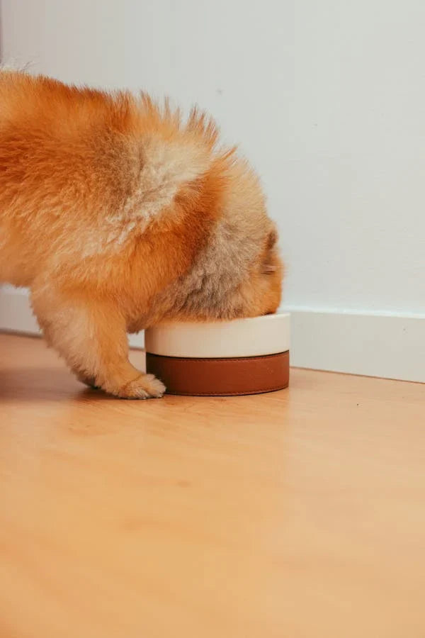 How Long Does It Take for a Dog to Digest Food?