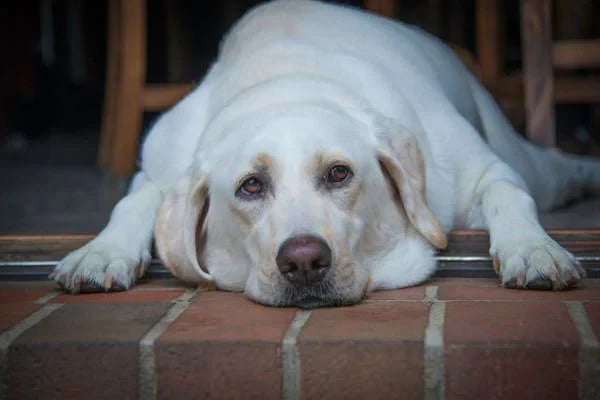 How to Prevent Bloat in Dogs: Tips Every Pet Owner Should Know