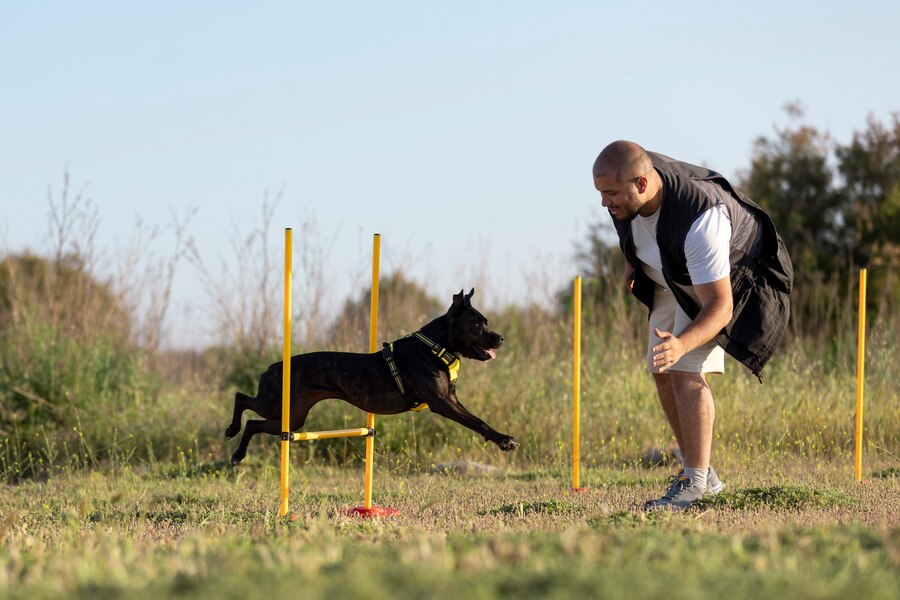 The Road to a Healthier Dog: Understanding the Importance of Regular Exercise