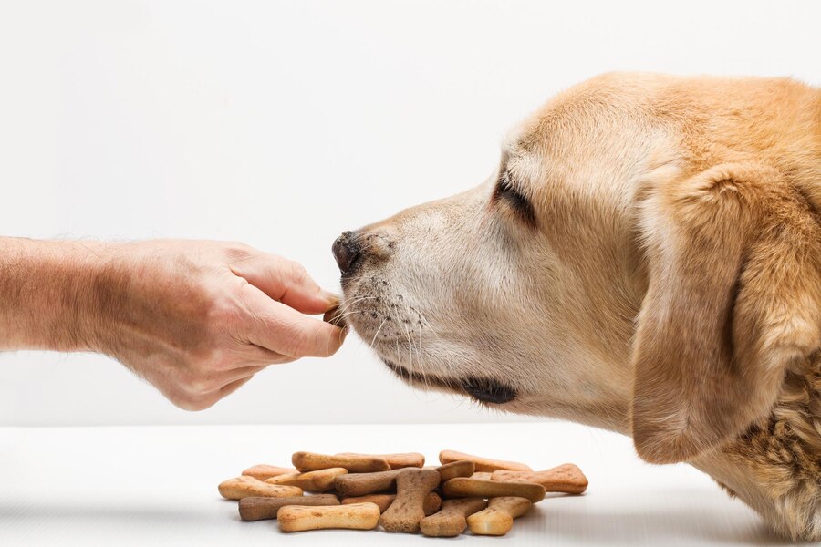 Probiotics for Dogs: Supporting Your Furry Friend’s Gut Health