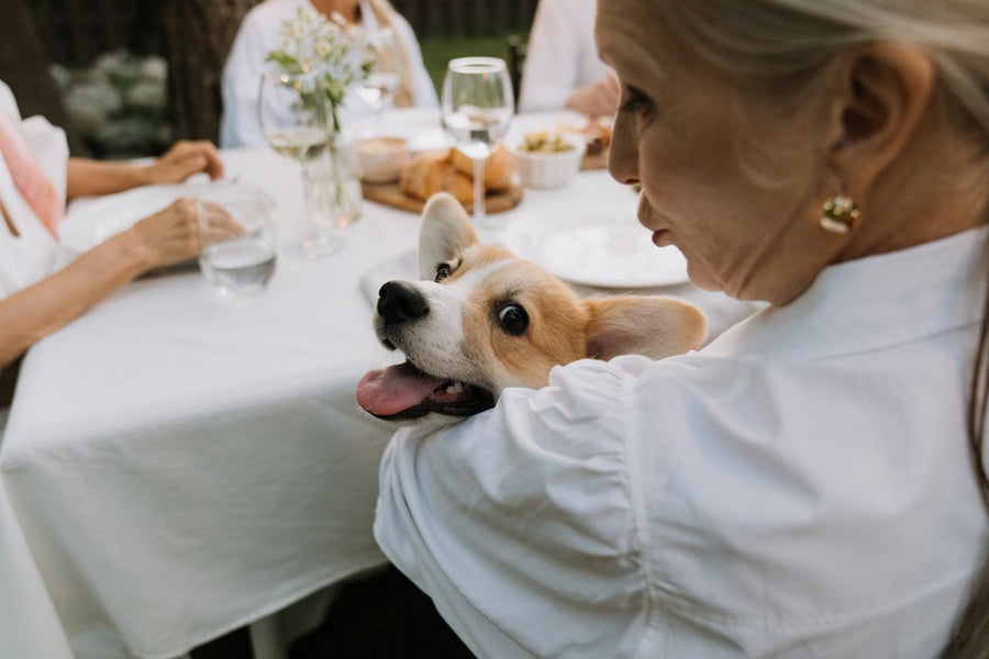 Recognizing the Signs of Digestive Problems in Dogs: A Helpful Guide
