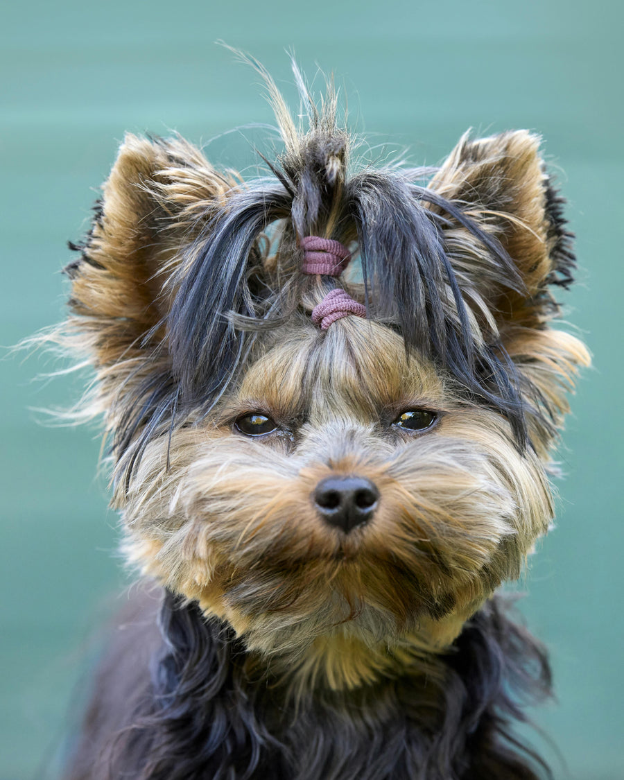 Understanding Canine Dry Heaves: Causes and Solutions