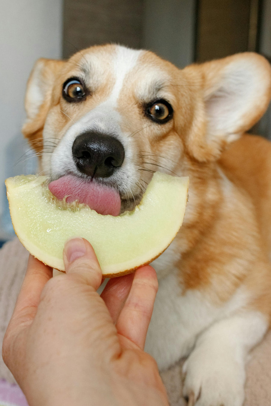 Effective Solutions for Digestive Upset in Dogs