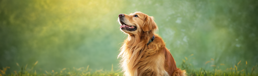 Dog Supplements